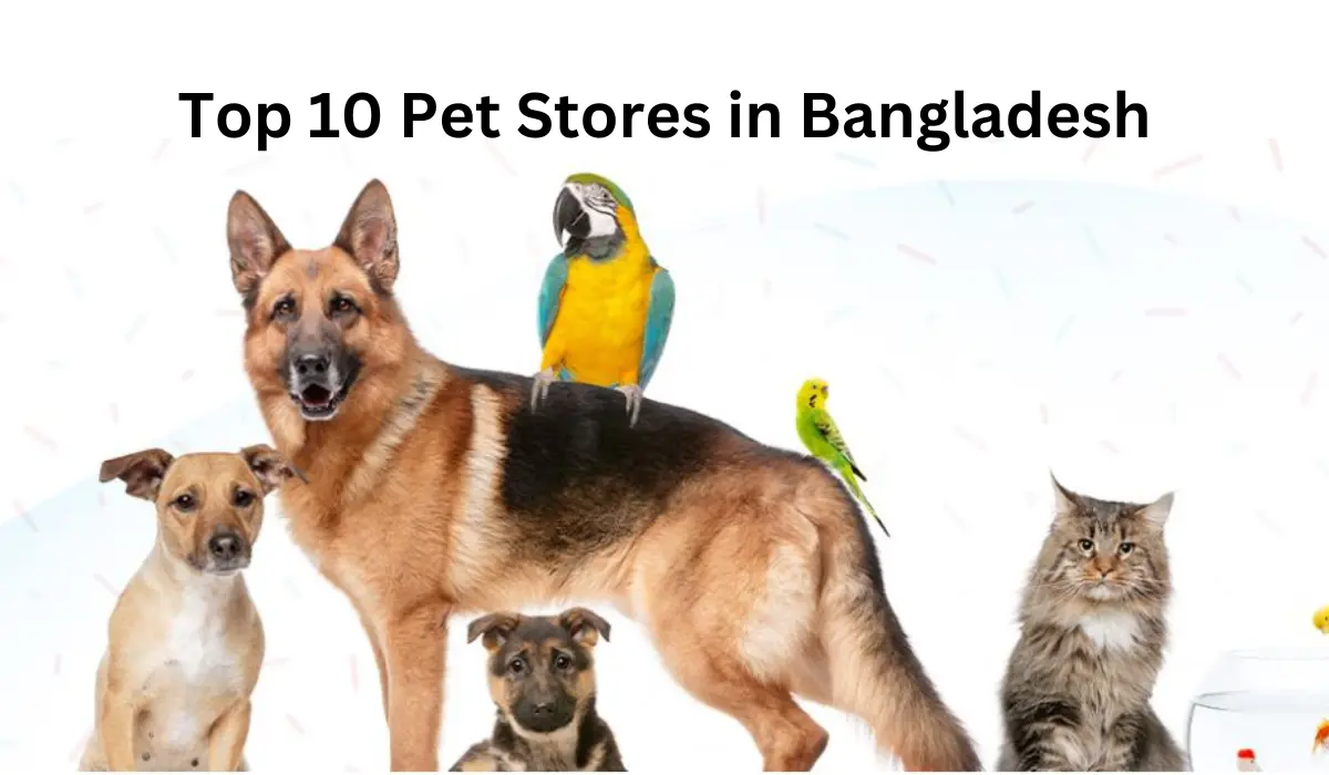 Top 10 Pet Stores in Bangladesh